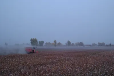Wasserintensive Baumwollfelder.